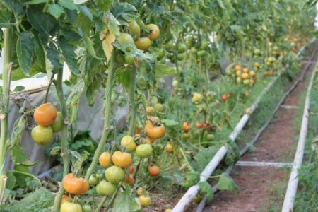 Adı terörle anılan Cudi Dağı eteklerinde şimdi seracılık yapılıyor