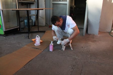 Adına öksüz koyduğu kediye çocuğu gibi bakıyor