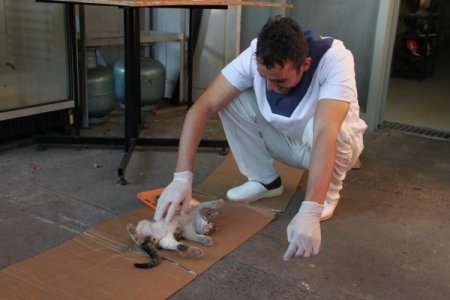 Adına öksüz koyduğu kediye çocuğu gibi bakıyor