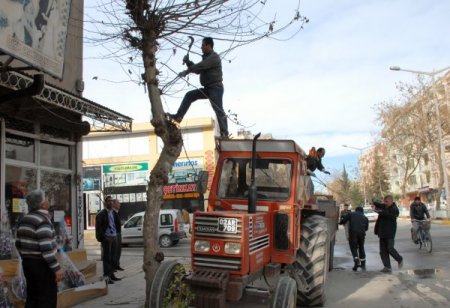 Adıyaman Belediyesi ağaç budama çalışması başlattı