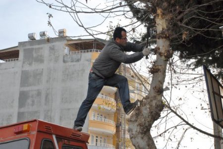 Adıyaman Belediyesi ağaç budama çalışması başlattı