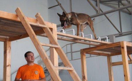 Afad’ın Dedektör Köpekleri, Uluslararası Yarışmalara Hazırlanıyor