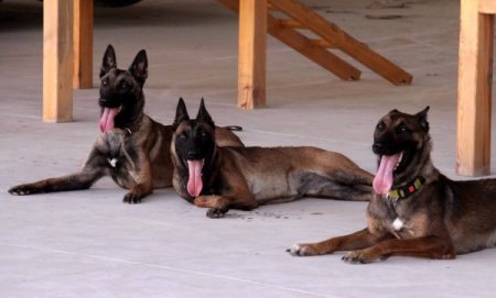 Afad’ın Dedektör Köpekleri, Uluslararası Yarışmalara Hazırlanıyor