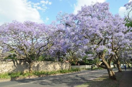 Afrika’ya Bahar, Binlerce Mor Jakaranda Ağacıyla Geldi