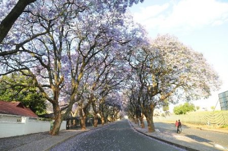 Afrika’ya Bahar, Binlerce Mor Jakaranda Ağacıyla Geldi