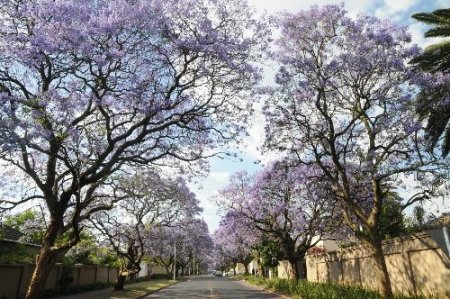 Afrika’ya Bahar, Binlerce Mor Jakaranda Ağacıyla Geldi