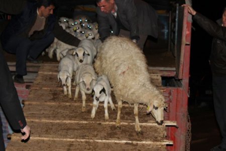 Afyonkarahisar’da koyun meselesi çözüldü