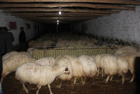 Afyonkarahisar’da koyun meselesi çözüldü