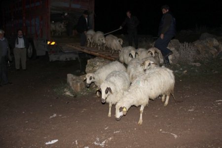 Afyonkarahisar’da koyun meselesi çözüldü