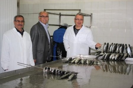 Afyonkarahisar'ın Sularında Üretilen Alabalıklar Almanlar'ın Sofrasını Süslüyor