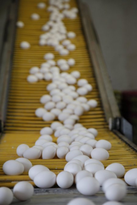 Afyonlu yumurtacılar 200 milyon dolarlık ihracat hedefliyor