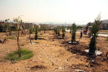 Ağaç Kesen Firmanın Ceza Olarak Aldığı Fidanlar Dikiliyor