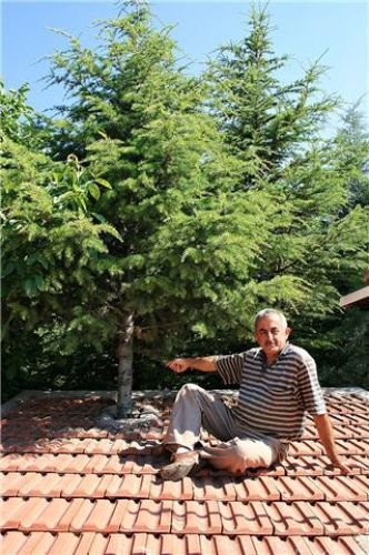 Ağaç Sevgisi Örnek Oldu