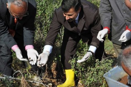 Ağaçları Parazitlerden Terminatör Böcekler Ve Karıncalar Koruyacak