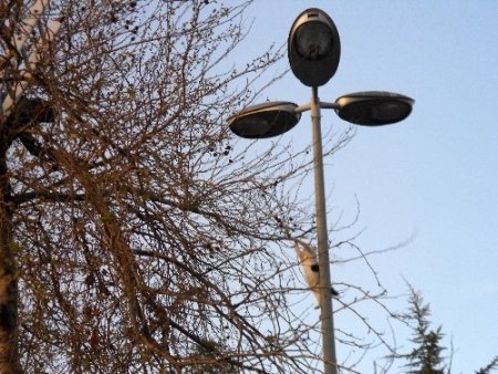 Ağaçta mahsur kalan kediyi vatandaşlar kurtardı (Özel)