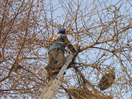 Ağaçta mahsur kalan kediyi vatandaşlar kurtardı (Özel)