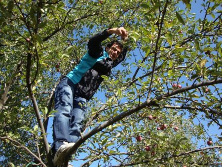 Ağaçtaki elmaları okula bağışladı