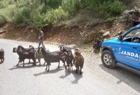 Ağıldan kaçan hayvanları jandarma buldu