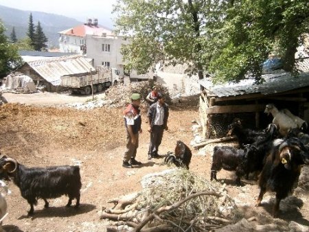 Ağıldan kaçan hayvanları jandarma buldu