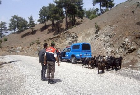 Ağıldan kaçan hayvanları jandarma buldu