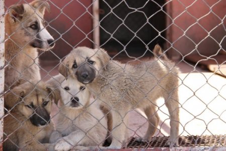 Ağşahinci: Sokak Hayvanı Meselesini Türkiye’de Çözmüş Şehirlerden Birisiyiz