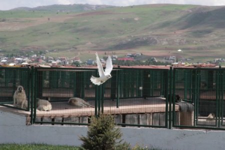 Ağşahinci: Sokak Hayvanı Meselesini Türkiye’de Çözmüş Şehirlerden Birisiyiz