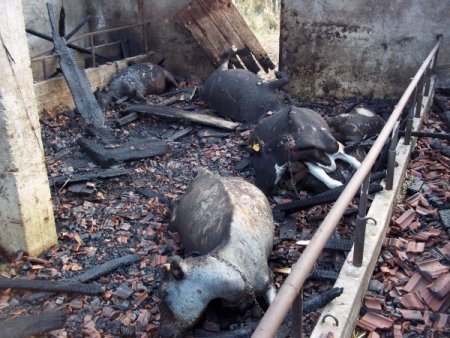 Ahırda çıkan yangında 7 büyükbaş hayvan telef oldu