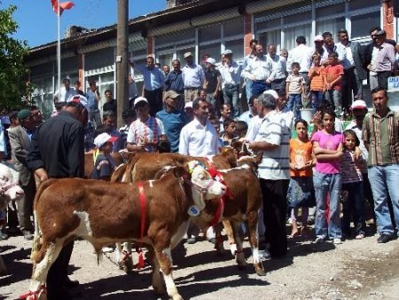 Ahlat'ın En Güzel Buzağısı Seçildi
