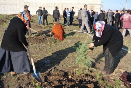 AK Parti’li bayanlar yeni yıla fidan dikerek girdi