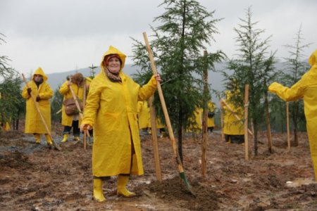 AK Partili kadınlardan İstanbul’da 800 bin ağaçlık ‘AK Orman’ hamlesi