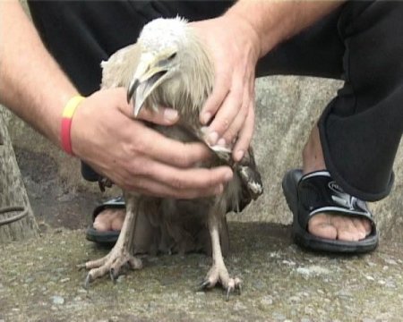 Akbaba’yı Evcilleştirerek İşyerinde Besliyor