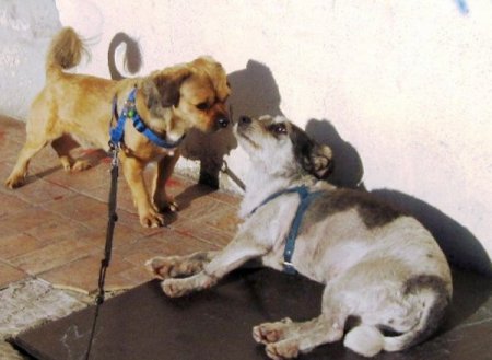 Akçay Belediyesi'ne Hayvan Kısırlaştırma ve Rehabilitasyon Merkezi için teşekkür