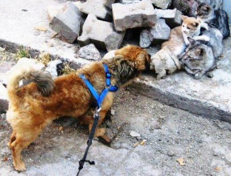 Akçay Belediyesi'ne Hayvan Kısırlaştırma ve Rehabilitasyon Merkezi için teşekkür