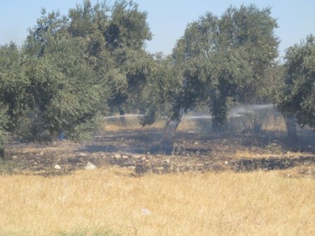 Akçay’da Yol Kenarındaki Zeytin Ağaçları Yandı