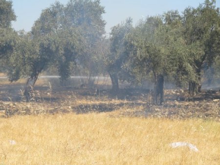 Akçay’da Yol Kenarındaki Zeytin Ağaçları Yandı