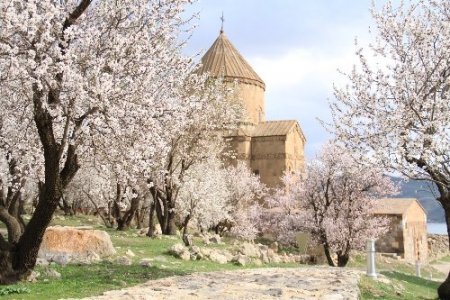 Akdamar Adası badem çiçekleriyle süslendi