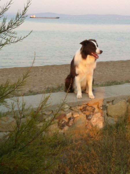 Akıllı köpek Max'in çekimleri Bozcaada'da yapılıyor