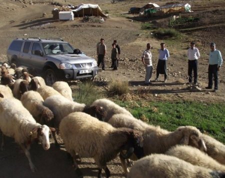 Akkaraman koyun ırkı ıslah çalışması başlatıldı
