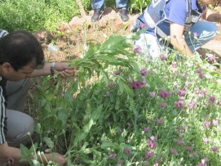 Aksaray'da 10 Bin Kök Haşhaş Yakalandı