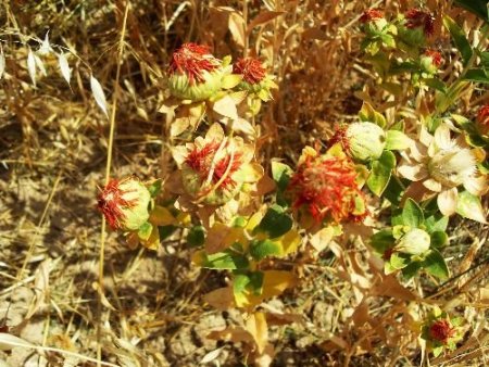 Akşehir'de Nadaslı Tarlalara Aspir Ekilecek