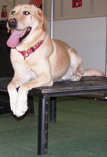 Aks'ın Köpekleri Pet Show Da 2010'da Göz Doldurdu