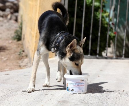 Aktan: Sokak Hayvanlarını Bu Sıcakta Ölüme Terketmeyelim