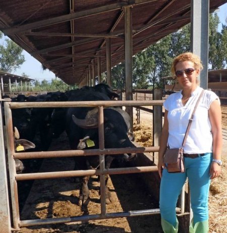AKÜ'nün projesiyle manda eti ve sütü marketlerde satılabilecek