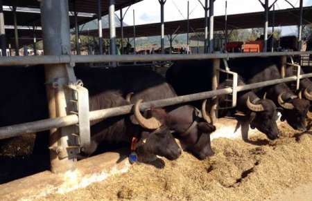 AKÜ'nün projesiyle manda eti ve sütü marketlerde satılabilecek