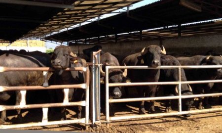 AKÜ'nün projesiyle manda eti ve sütü marketlerde satılabilecek