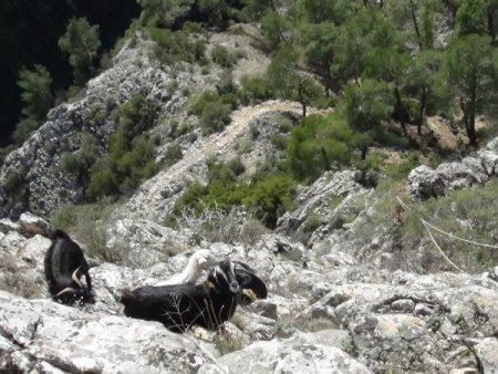 AKUT'tan keçi kurtarma operasyonu