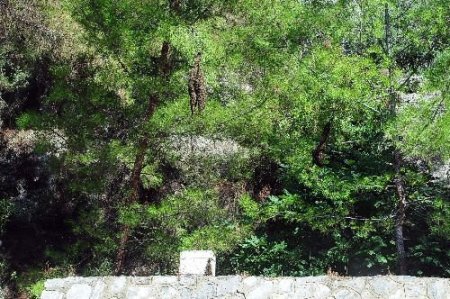 Akyaka Belediye Başkanı Calca: Kazada Dağılan Arılar Beslenme Kaynakları Bitmeden Ğitmez