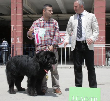 Akyurt’ta Köpek Irkları Yarışması Düzenlendi