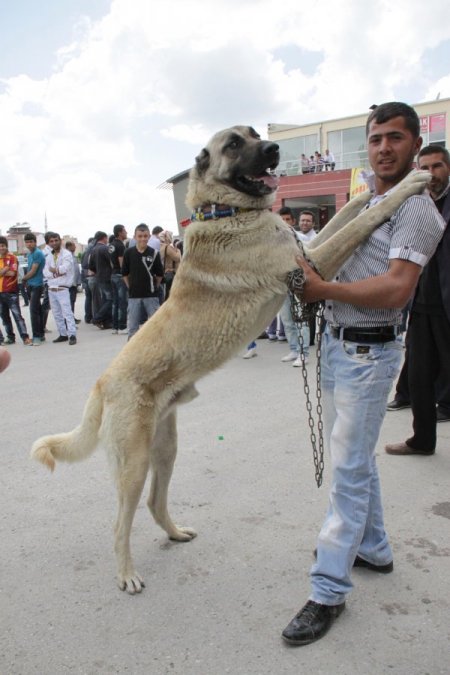 Akyurt’ta Köpek Irkları Yarışması Düzenlendi