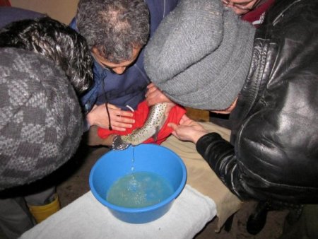 Alabalık Üretiminin Arttığı Görele'de Sağım Yapıldı